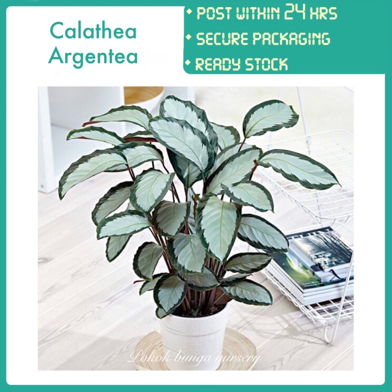 Pbn Calathea Argentea Pokok Bunga Nursery Picturata Indoor Real