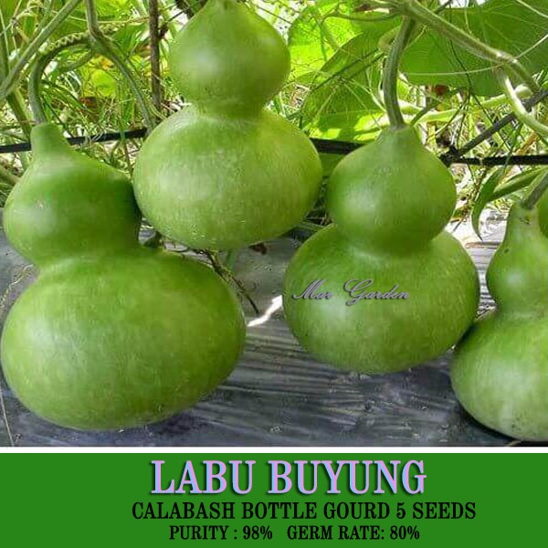 Biji Benih Labu Buyung Labu Sayung Calabash Biji Benih Shopee Malaysia