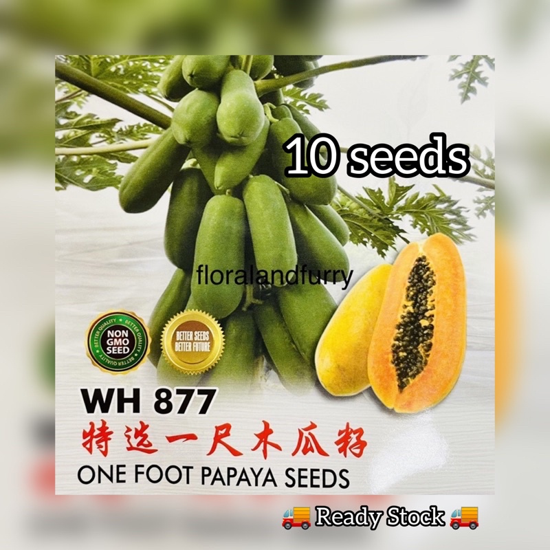 1 Feet Papaya Seed Sweet 10 Seeds Sweet Fruits Hong Kong Biji Benih