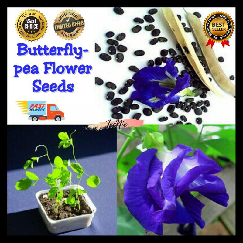 Ready Stockblue Butterfly Pea Clitoria Ternatea Vine Seeds Biji