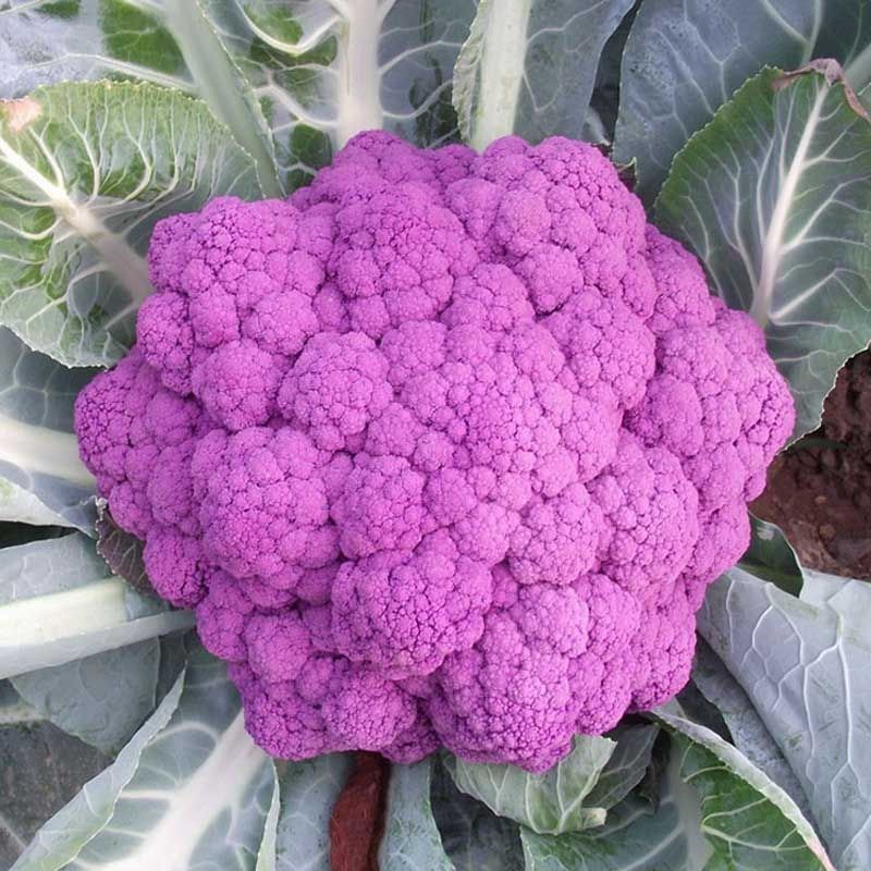 Benih Purple Cauliflower Biji Kobis Bunga Ungu Benih Sayuran