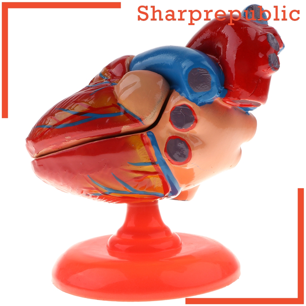 SharprepublicMY 1 1 Lifesize Human Diastolic Heart Structure Model