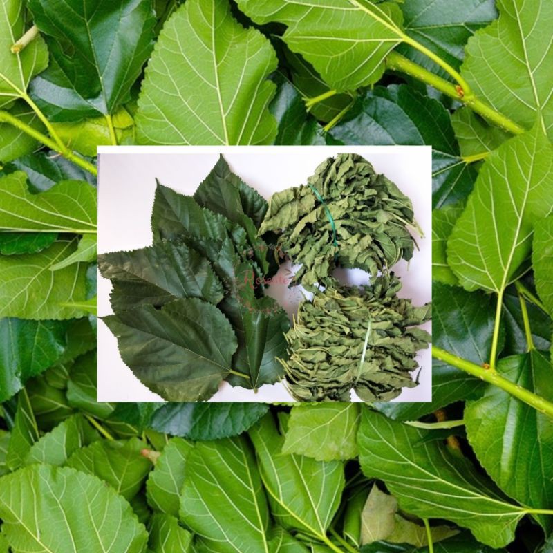 20helai daun mulbery Mulberry Leaf Tea 桑葉 untuk buat teh berkhasiat