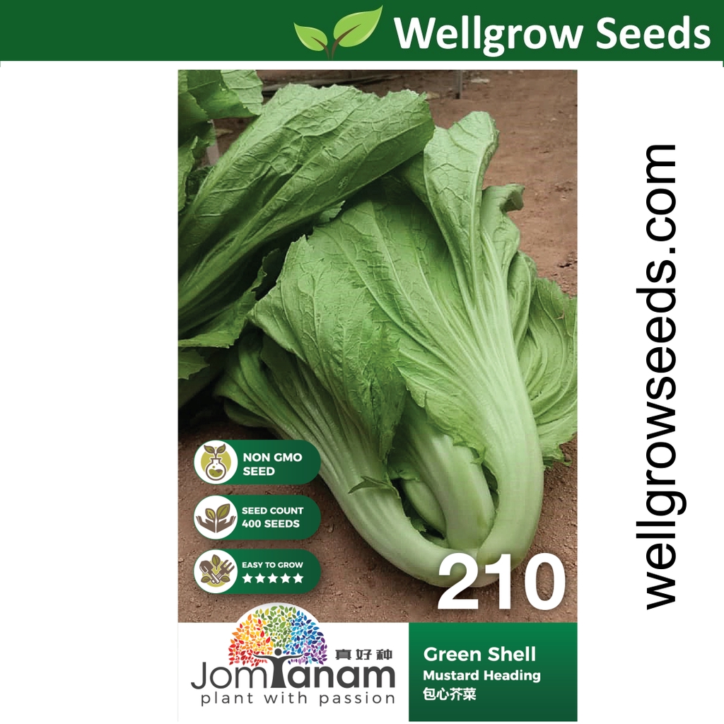 Mustard Heading Green Shell 400 seeds 包心芥菜 Jom Tanam by Crop Power