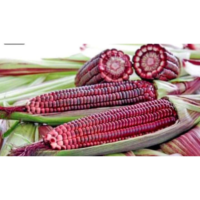 Purple Sticky Corn Biji Benih Jagung Ungu Seeds Rare Item Shopee