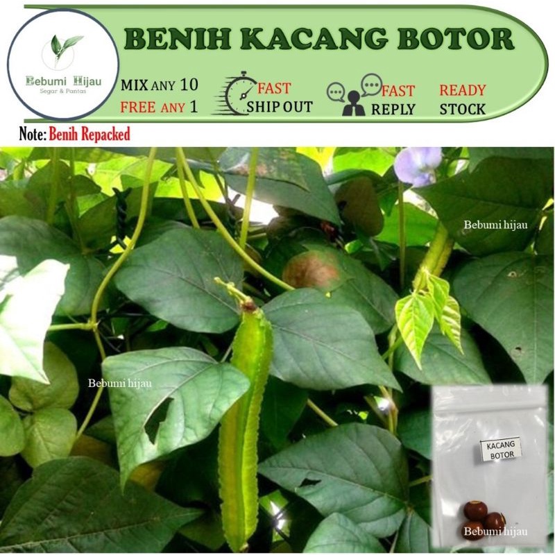 3 Biji Benih KACANG BOTOR Seeds Kacang Kelisa Kacang Botol Kecipir