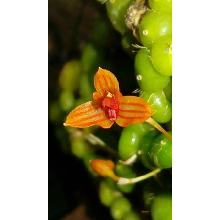 Orchid Bulbophyllum Moniliforme Super Mini Bulbo Shopee Malaysia