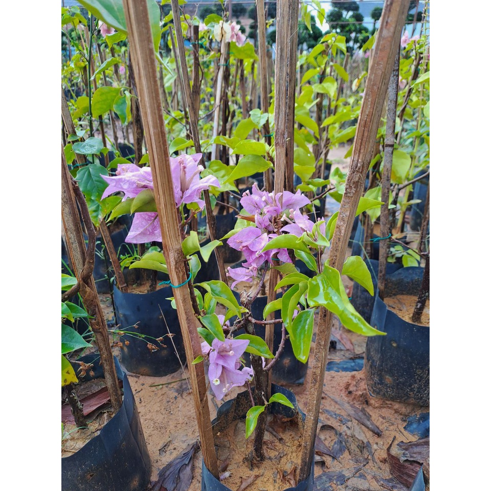 Live Plant Bougainvillea Pokok Bunga Kertas Pelbagai Warna Sila