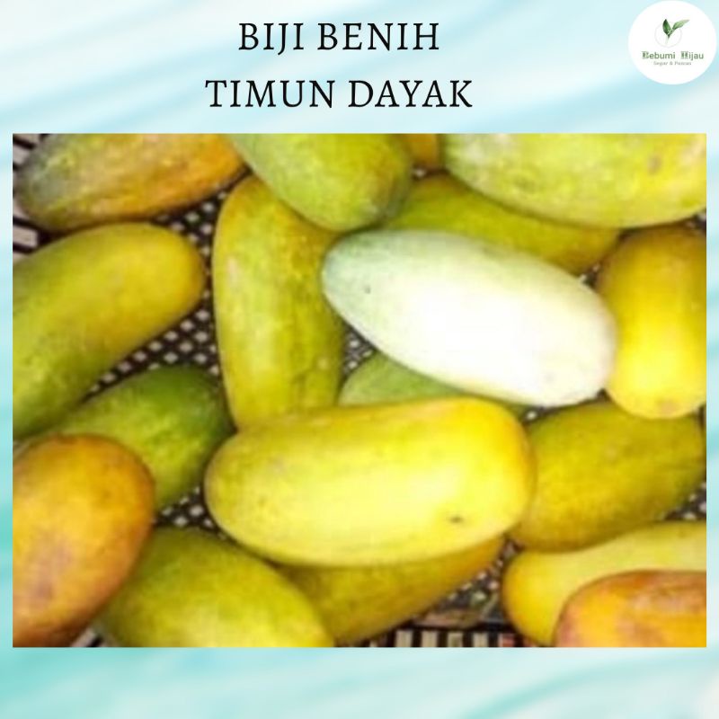 PELBAGAI Biji Benih TIMUN Cucumber Seeds Shopee Malaysia