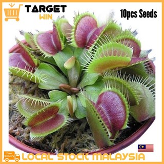 Pcs Flytrap Potted Plant Seeds Dionaea Muscipula Giant Clip Venus