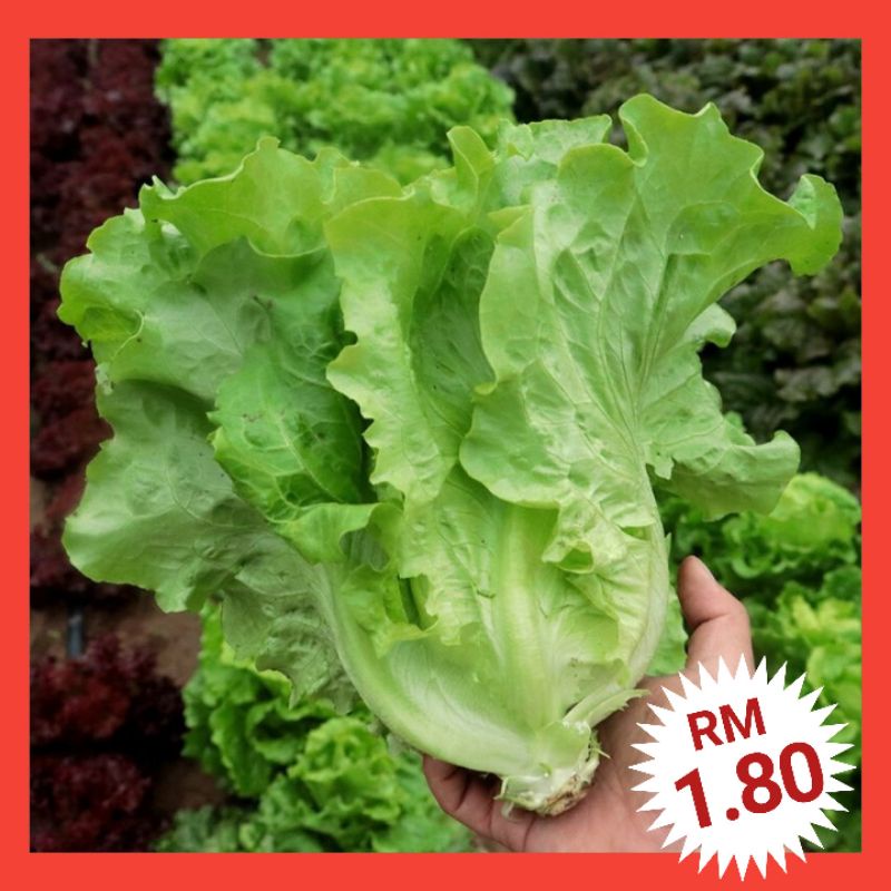 Lettuce Seeds Biji Benih Salad Italian Lettuce Seeds