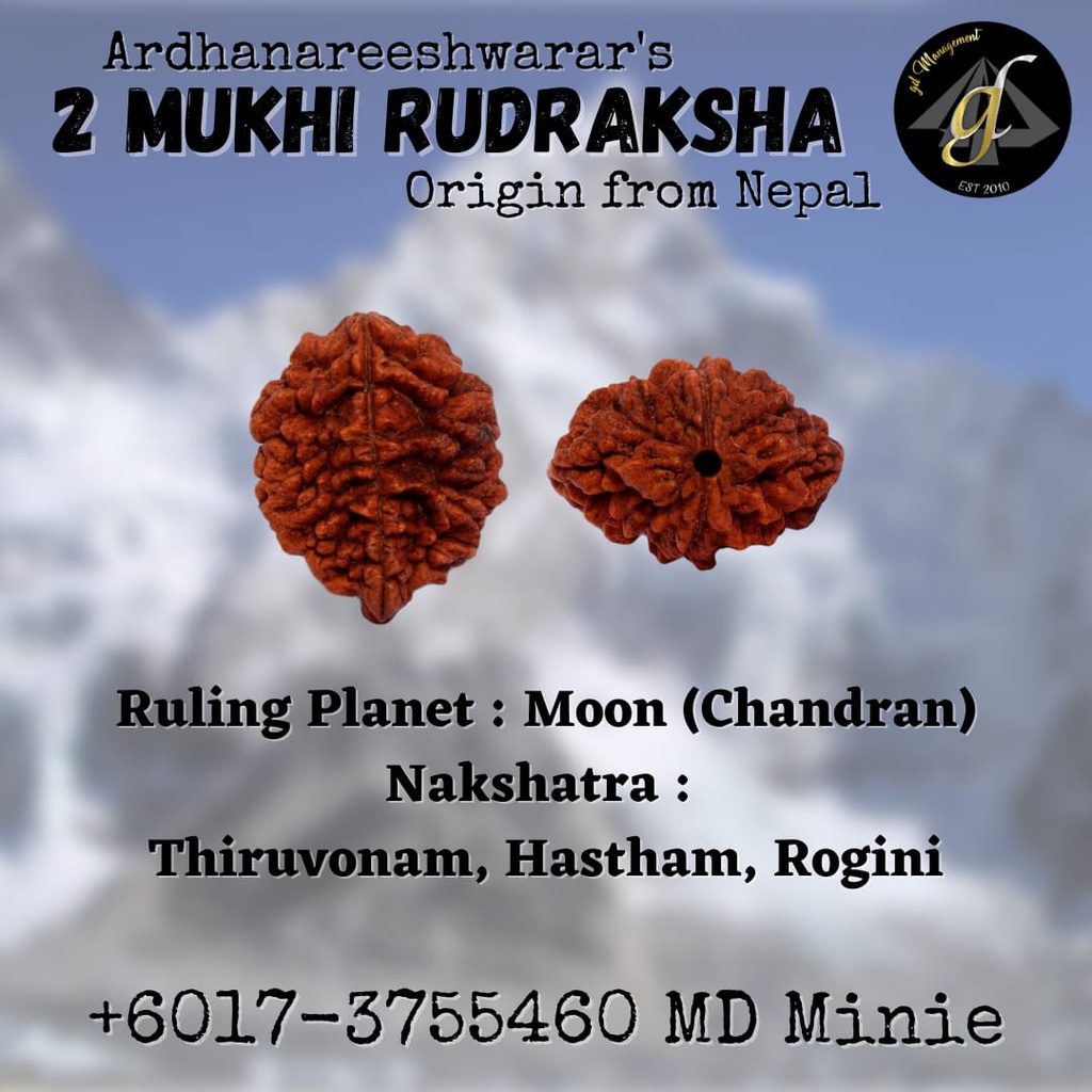 Original Mukhi Rudraksha From Nepal Gd S Collection Shopee Malaysia