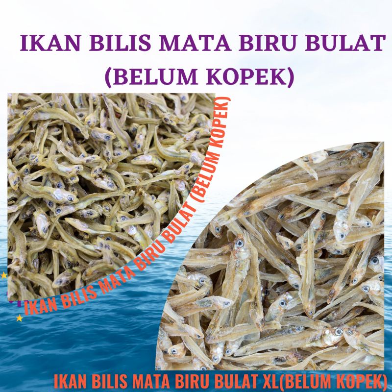 Ikan Bilis Mata Biru Belum Kopek G Harga Borong Bilis Bulat