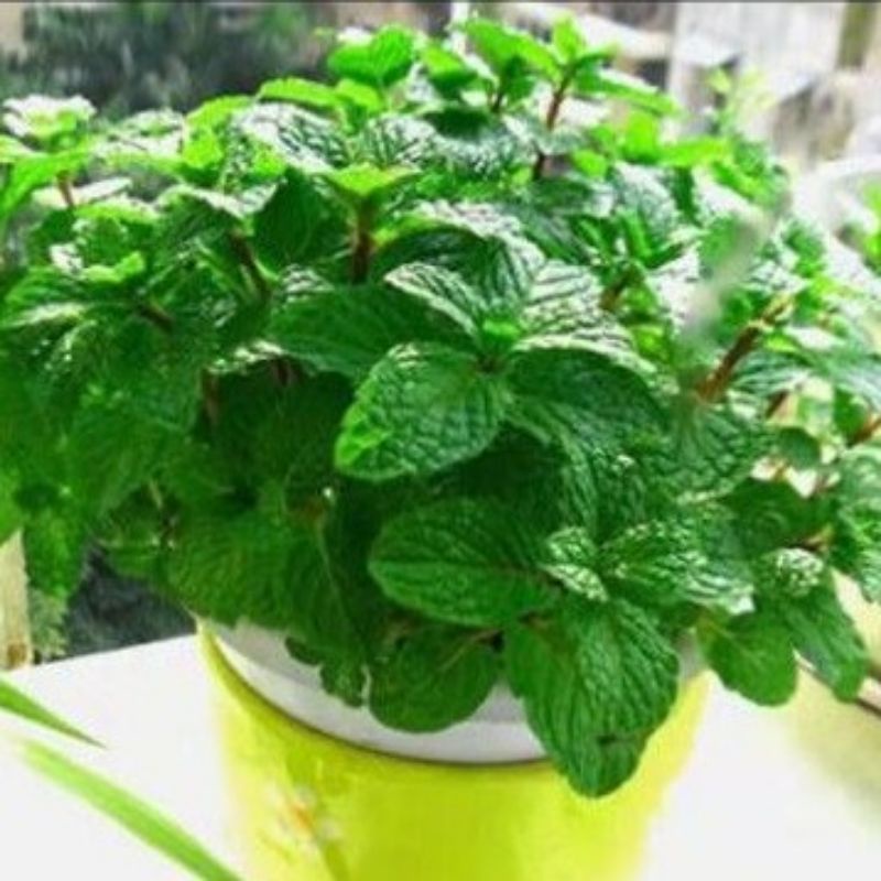 Biji Benih Pudina Seed Edible Mint 花种子 食用薄荷 Shopee Malaysia