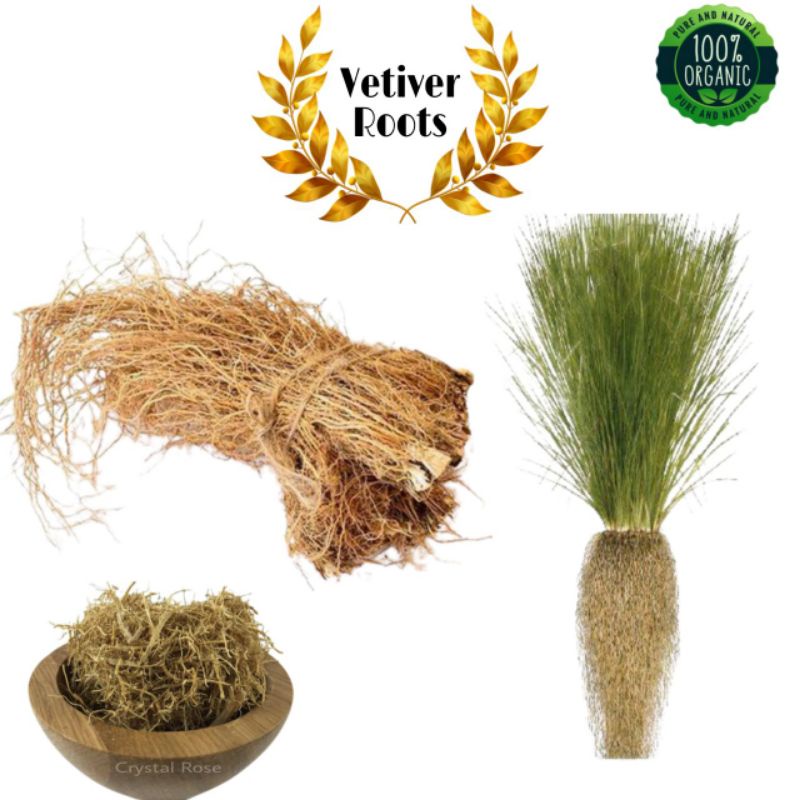 100 Natural India Khus Root Vetiveria Zizanioides Vetiver Vettiver