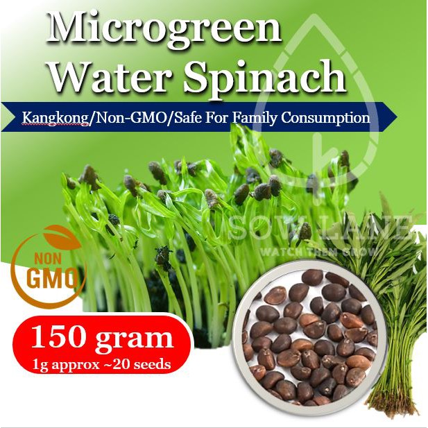 Microgreen Water Spinach Kangkung Non GMO Seeds 150g Shopee Malaysia