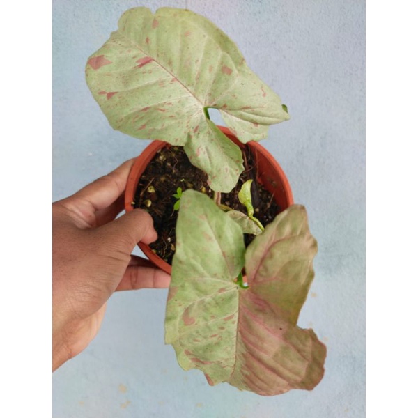 SYNGONIUM MILK CONFETTI RARE EXOTIC PLANT Shopee Malaysia