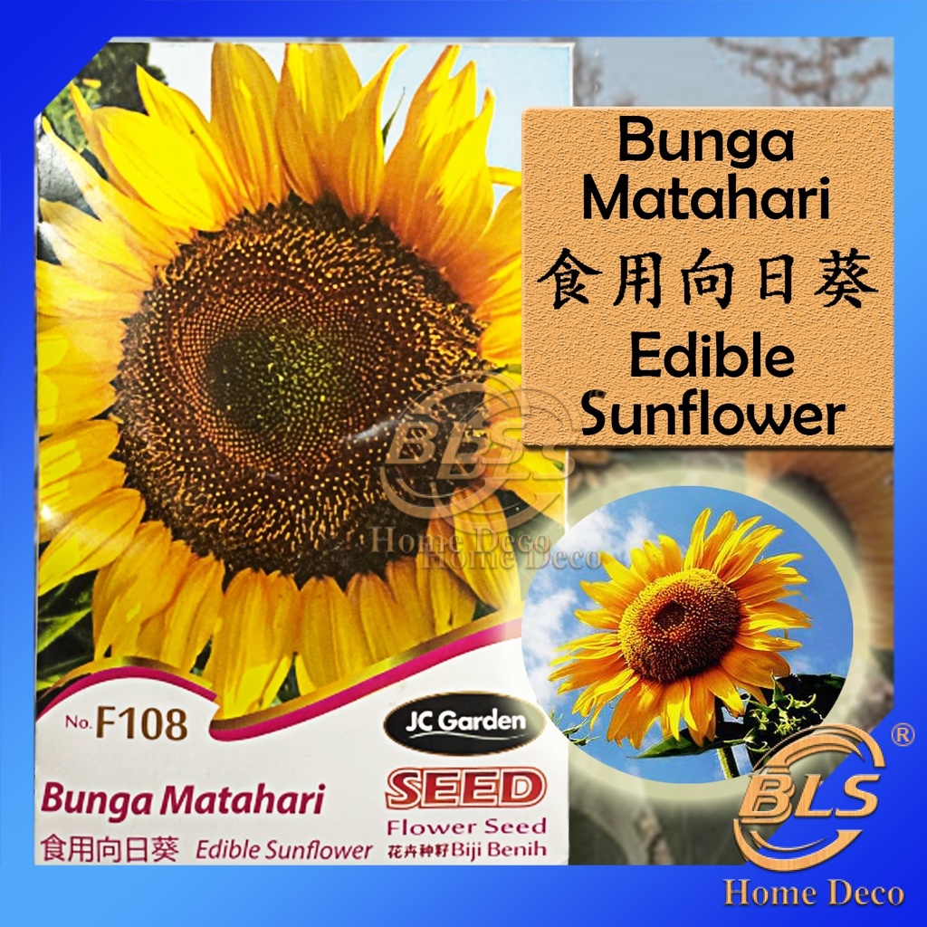 F Edible Sunflower Jc Garden Seed Biji Benih Bunga Matahari