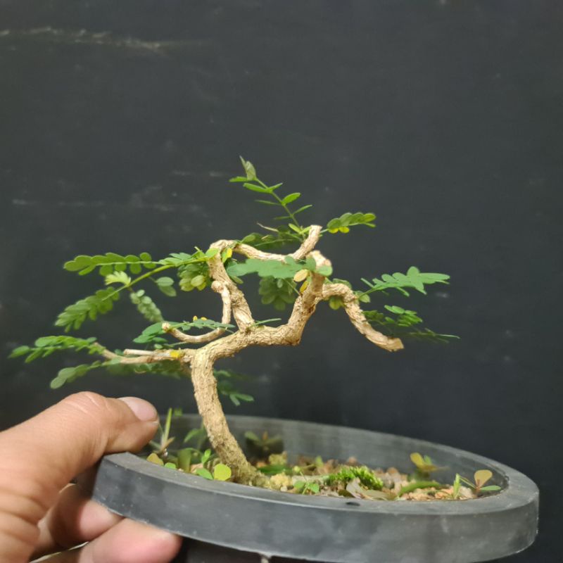 Bonsai Asam Saraf Spesis Dari Indonesia Shopee Malaysia