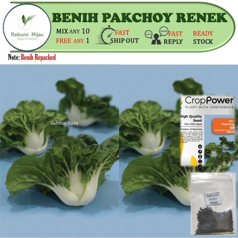 1g Benih SAWI RENEK PAK Choy PUTIH RENEK Seeds Repacked 30 Hari Tuai