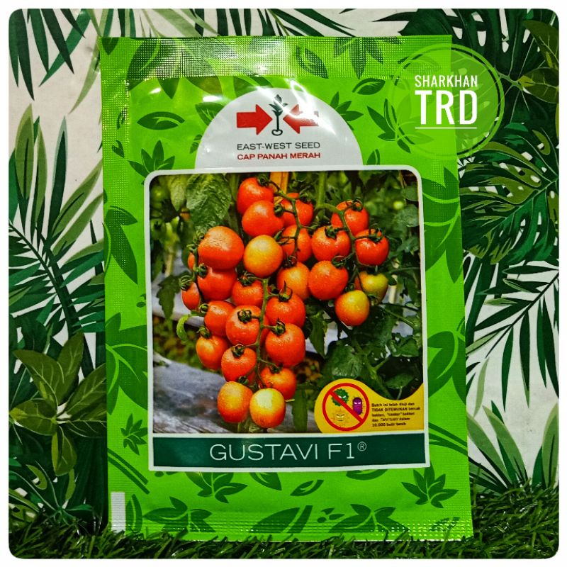 Paket Biji Gustavi F Biji Benih Tomato F Hybrid Tomato