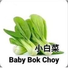 Buy10Free1 51 Pilihan Biji Benih Sayur Vegetable Seed Garden Patio Pasu