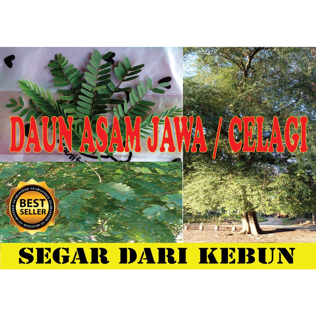 DAUN ASAM JAWA SEGAR CELAGI 300gram Shopee Malaysia