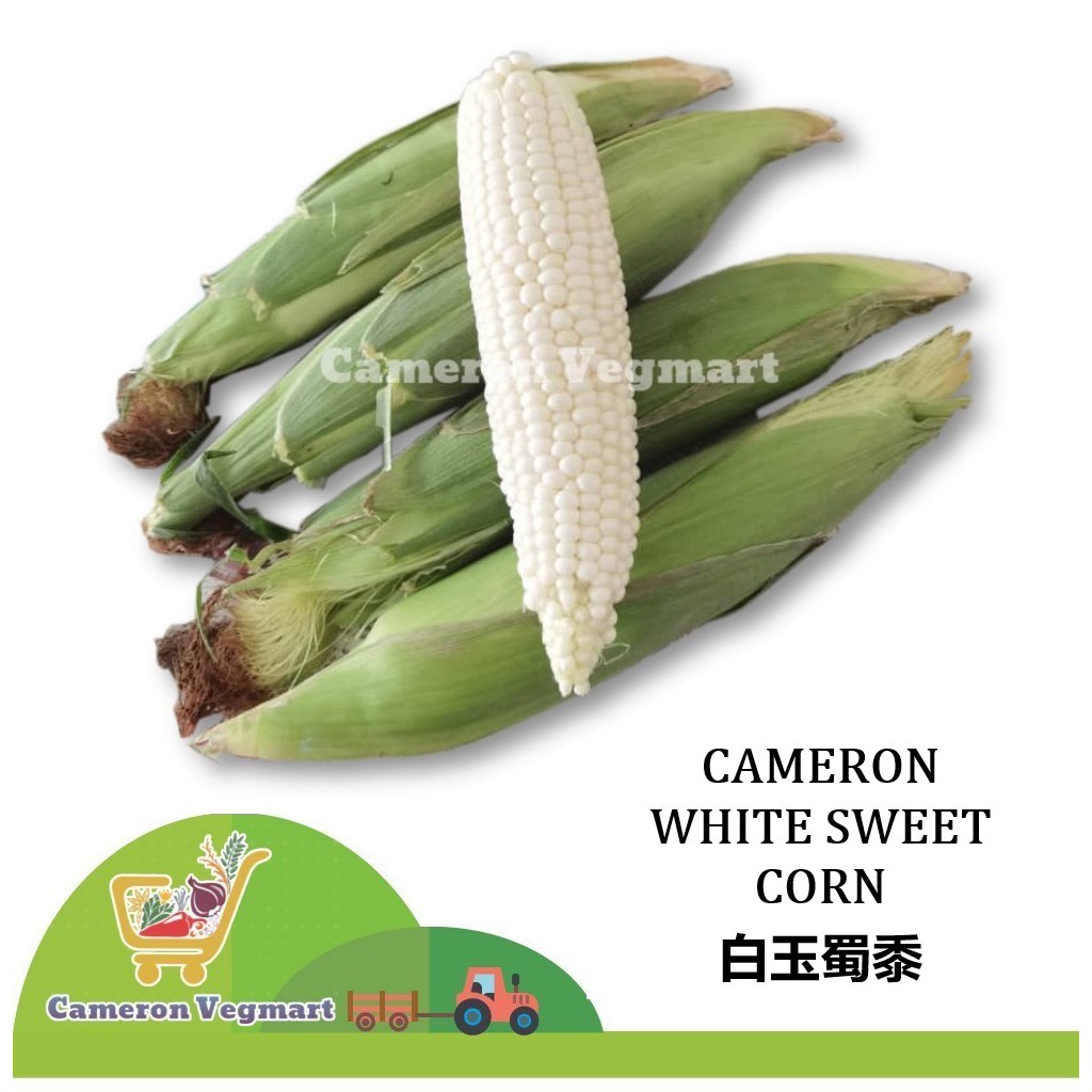 Cameron White Sweet Corn Jagung Putih Manis Sayur Segar