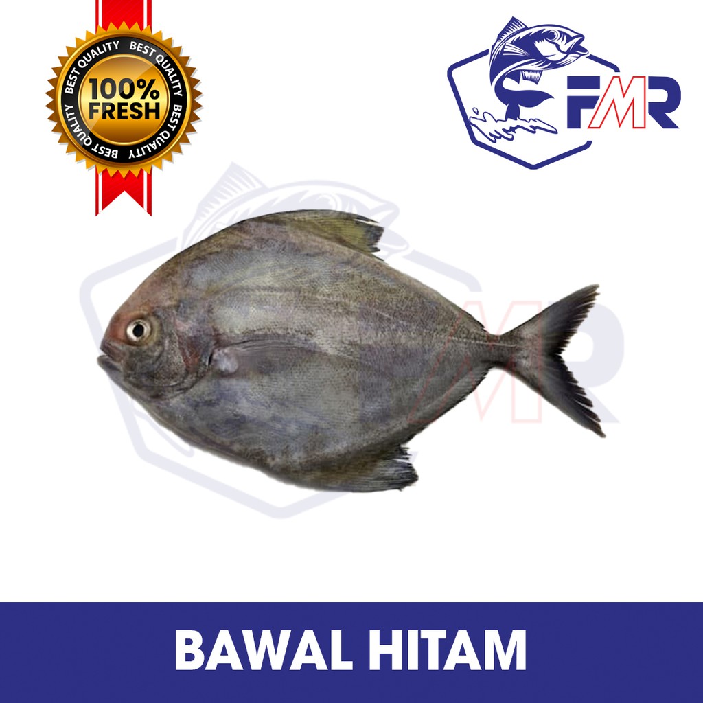 Fresh Ikan Bawal Hitam Kg Klang Valley Only Shopee Malaysia