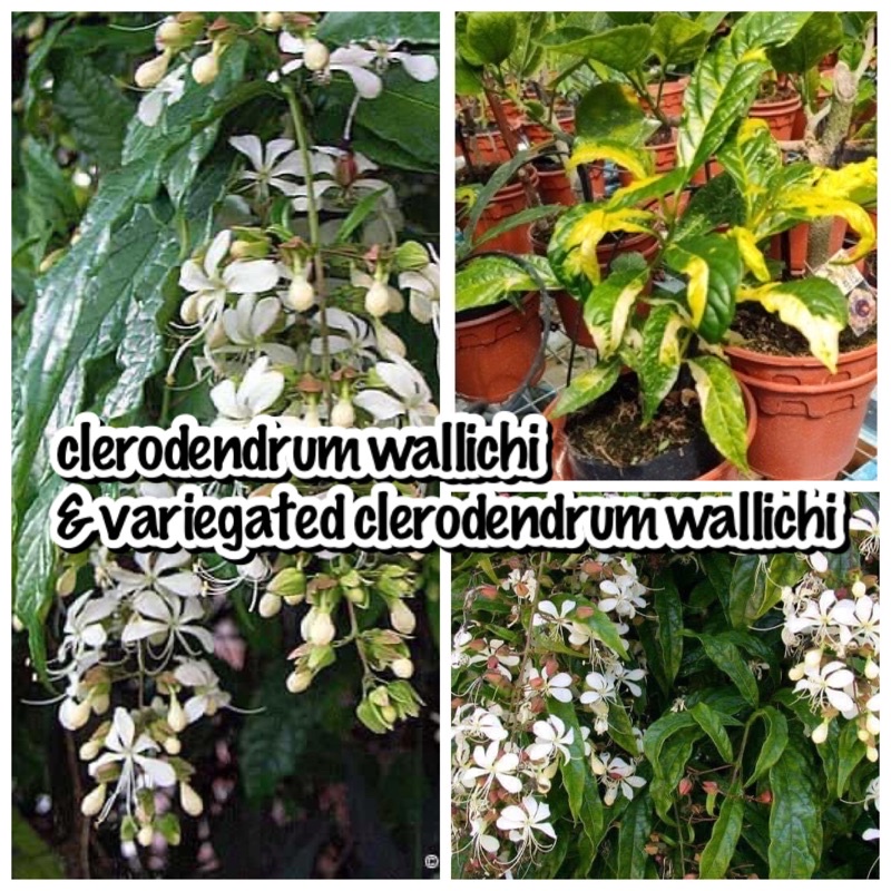 Pokok Bunga Wangi Air Mata Pengantin Clerodendrum Wallichi Bridal