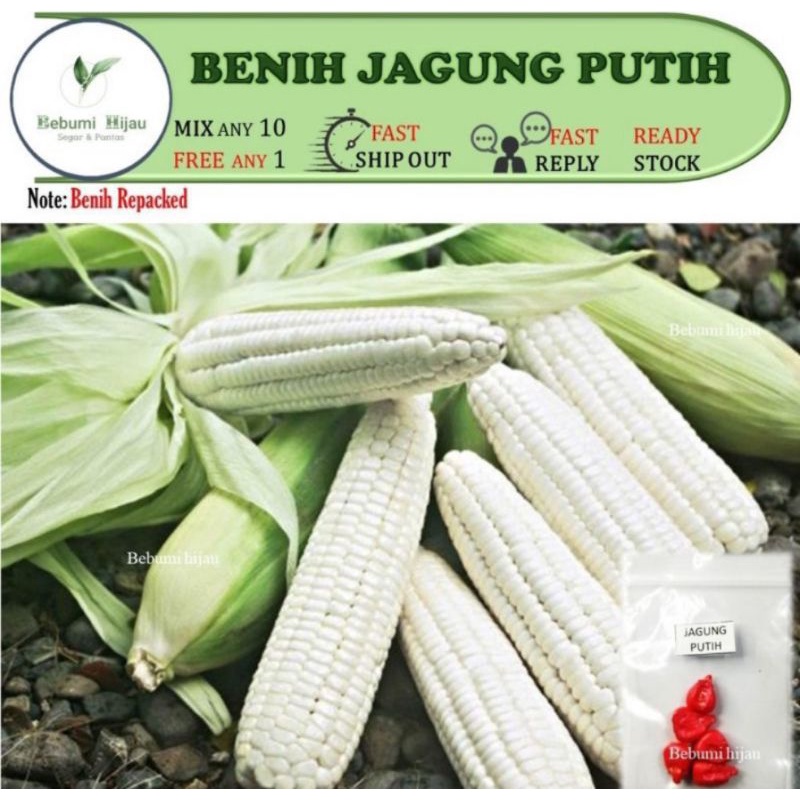 Pelbagai Jenis Biji Benih Jagung Manis Jagung Mutiara Dll Sweet Corn