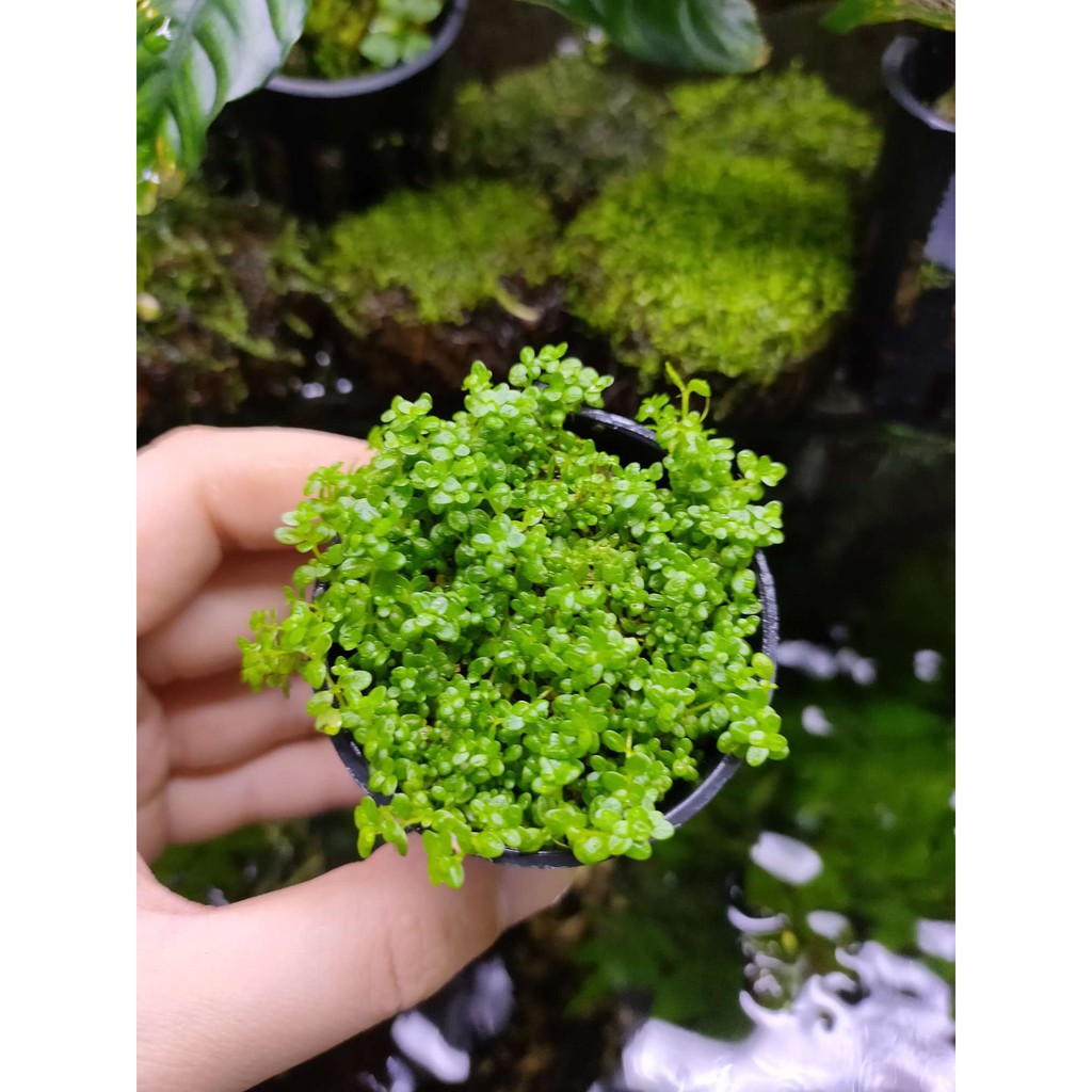 Hemianthus Callitrichoides Hc Carpet Plant Shopee Malaysia