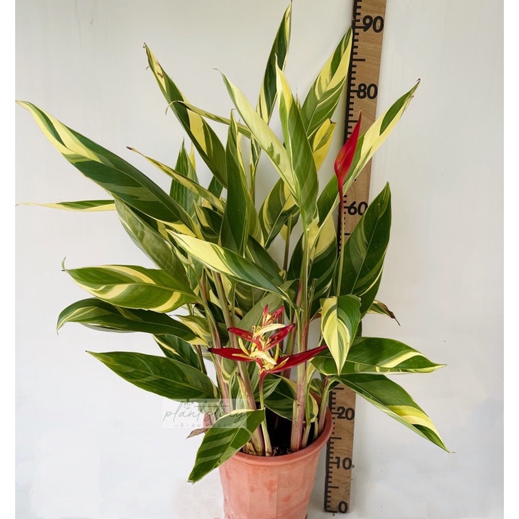 Heliconia variegated 锦叶美女蝎尾蕉 Heliconia Lady Di Variegated 天堂鸟彩虹天堂鸟