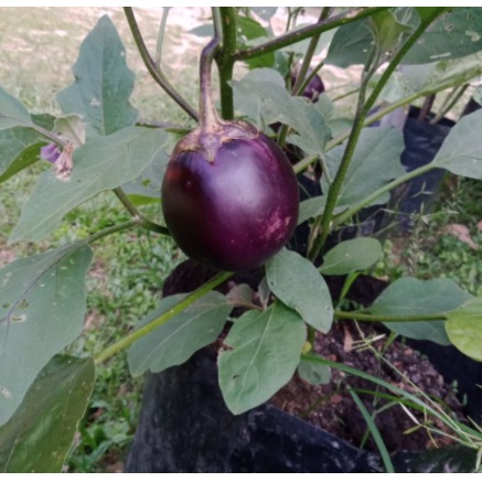 Biji Benih Terung Bulat Ungu Sentul Brinjal Solanum Seeds Shopee