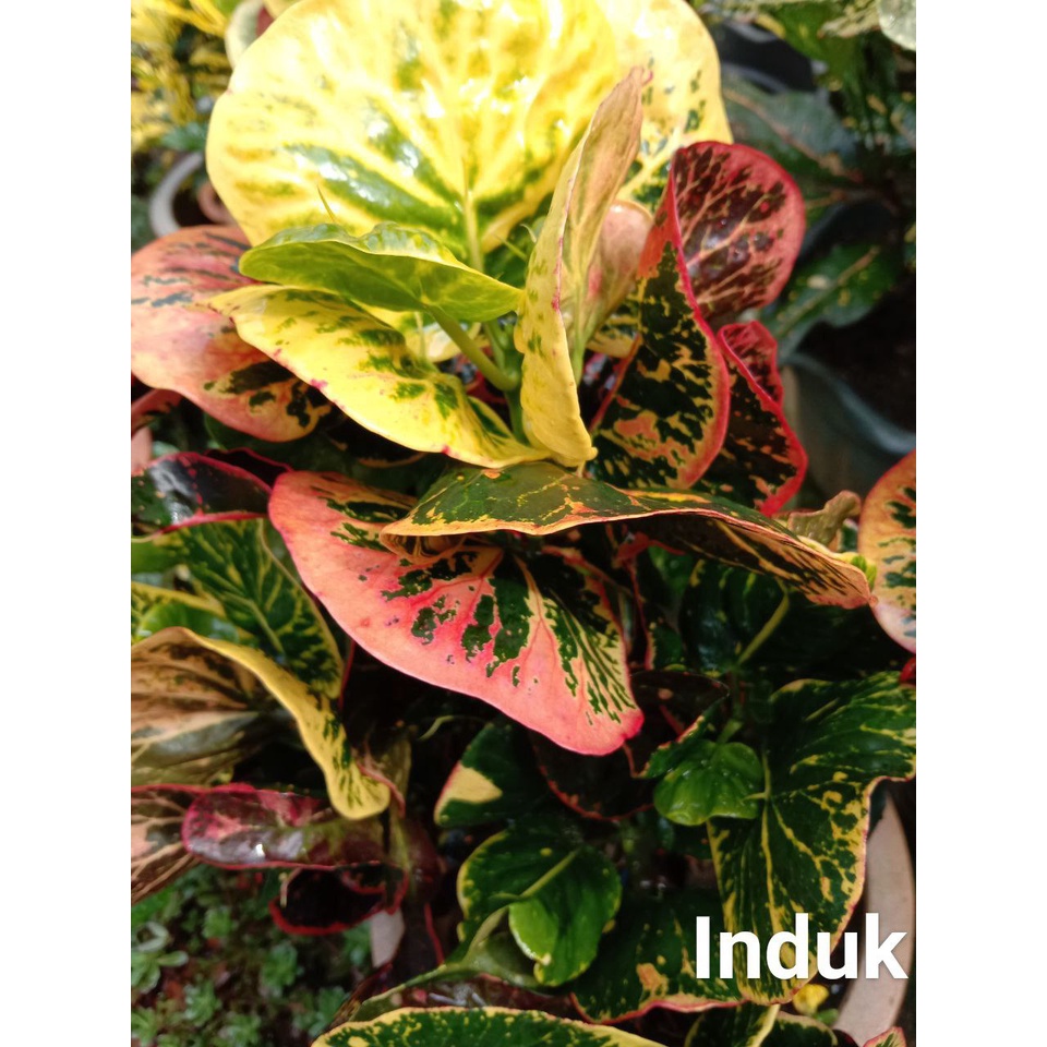 Pokok Bunga Hidup PUDING THAI Croton Live Plant Shopee Malaysia