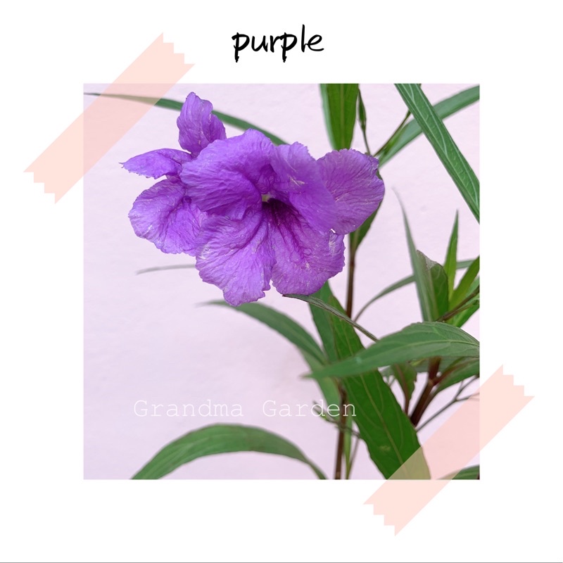 GG Real Plant Ruellia Purple Kencana Ungu Dwarf Ruellia Pokok Bunga