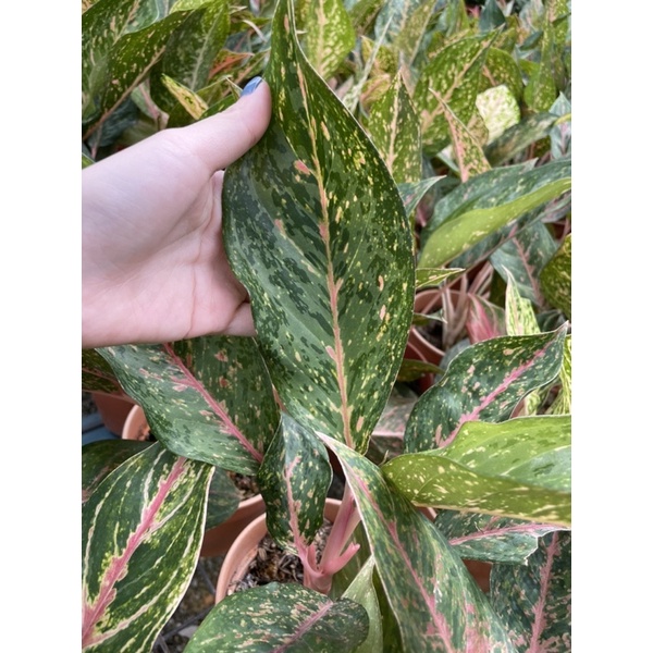 Aglaonema Keladi Live Plant Shopee Malaysia