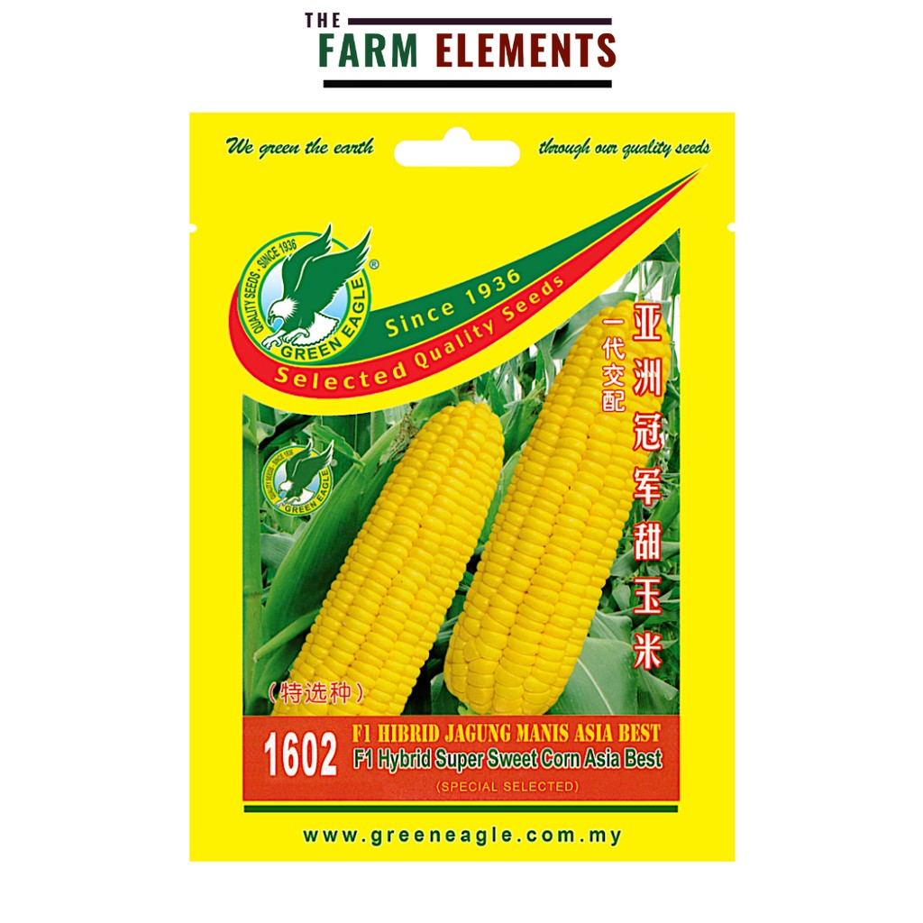 GE 1602 F1 Hybrid Asia Best Super Sweet Corn Seed F1 Hibrid Jagung