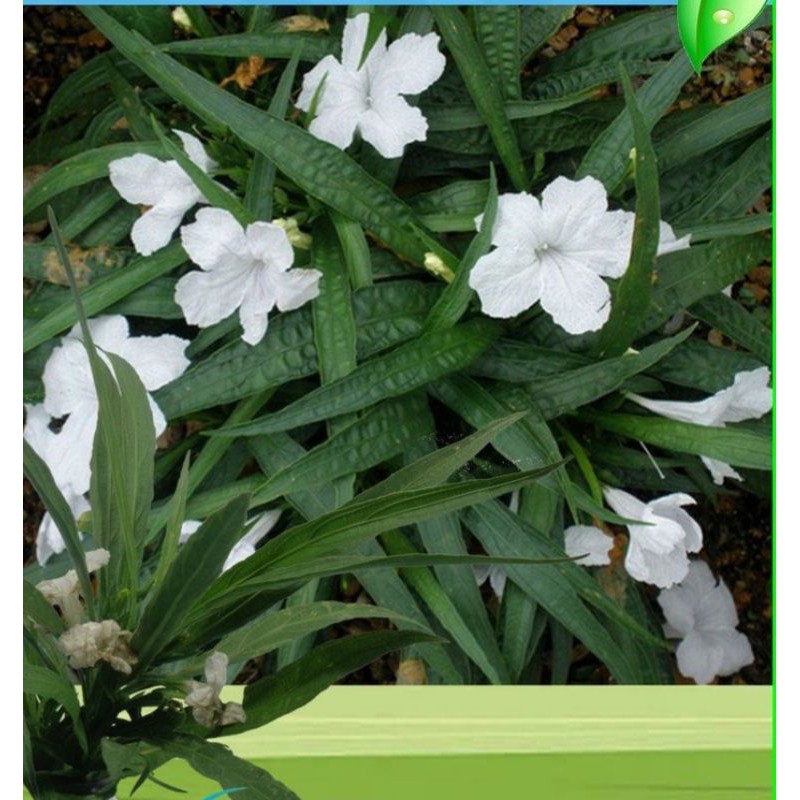 Ruellia Putih Pokok Renek Shopee Malaysia