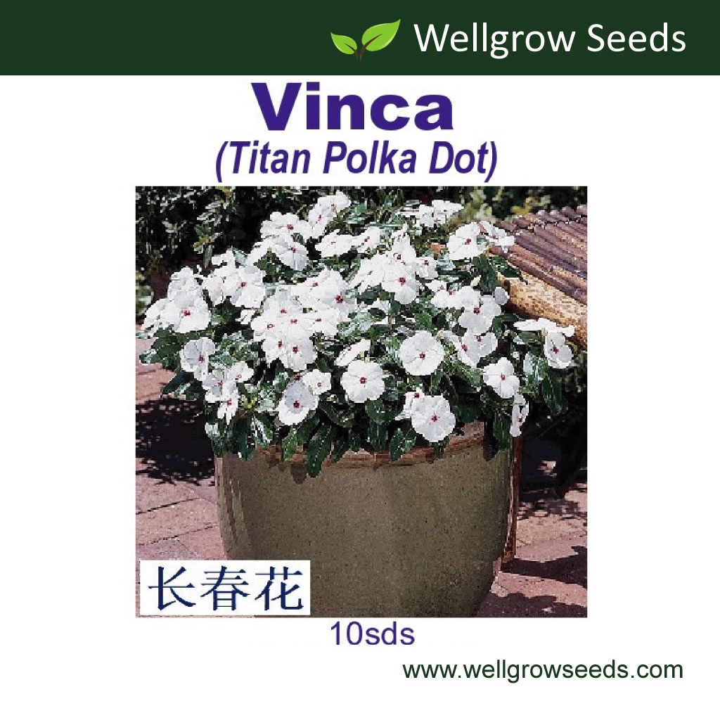 Vinca Titan F1 Assorted Colours 10seeds 长春花泰坦系列混色Periwinkle Benih