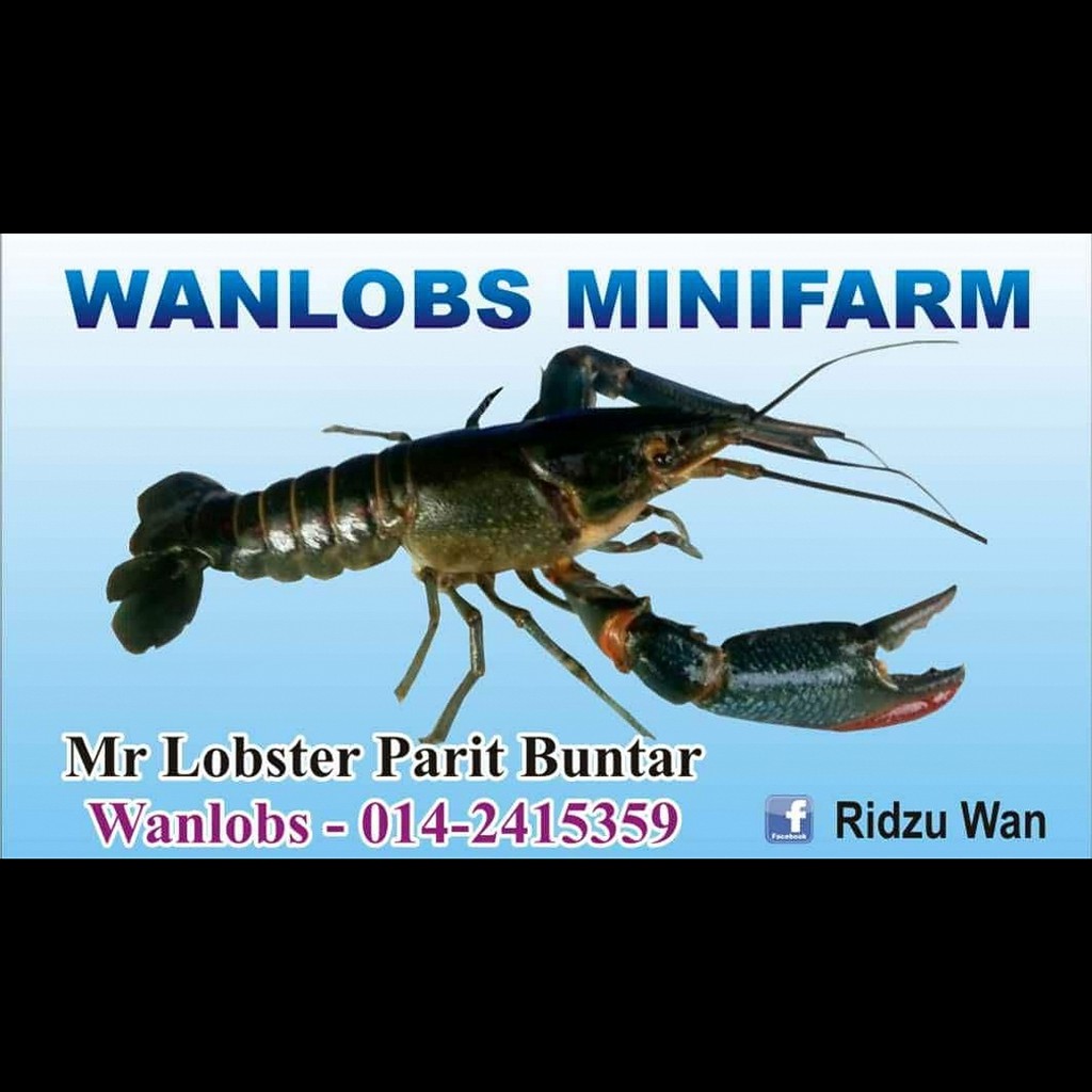 Ready Stok Pallet Makanan Lobster Air Tawar Dan Udang Galah Shopee