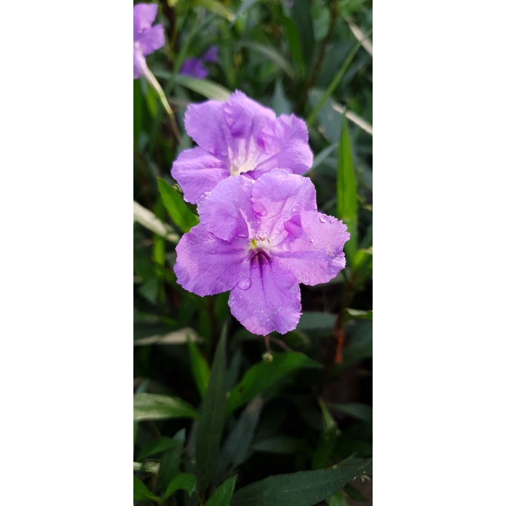 Bunga Ruellia Simplex Purple Pokok Bunga Ruellia Dalam Poly Bag