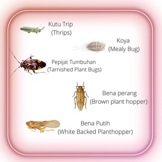 Oshin Wp Dinotefuran Racun Jenis Serangga Insecticide G