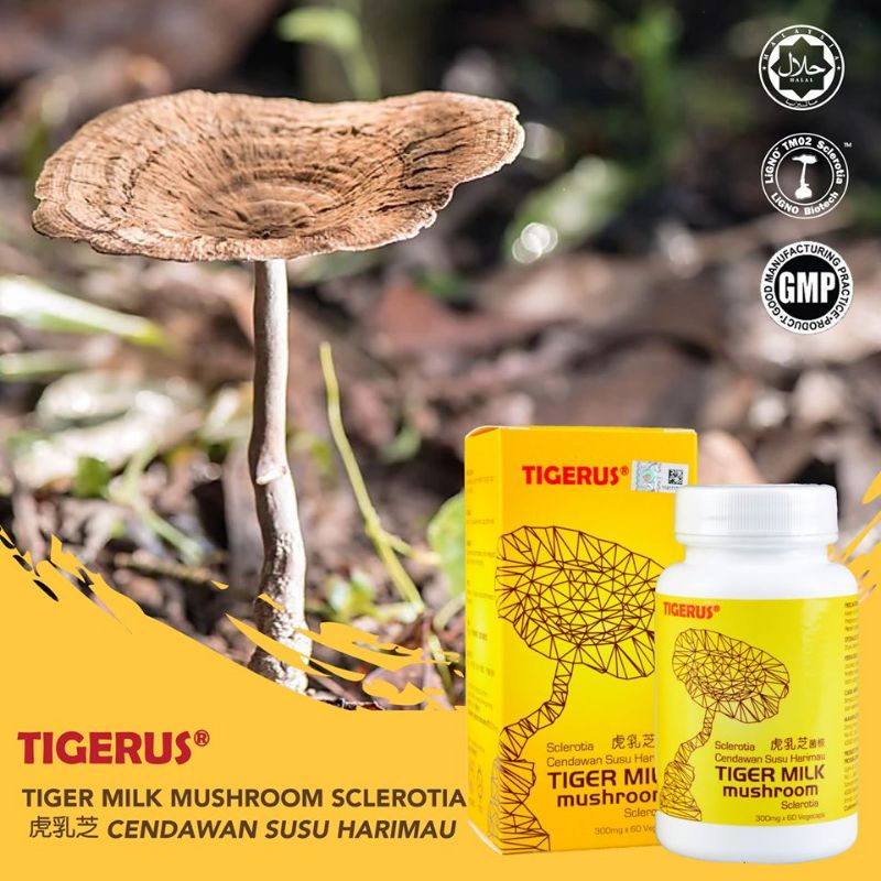 Tigerus Tiger Milk Mushroom Sclerotia Cendawan Susu Harimau Mg X