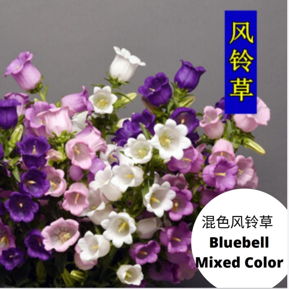 Bluebell Mixed Biji Benih Bunga Flower Garden Plant Seeds