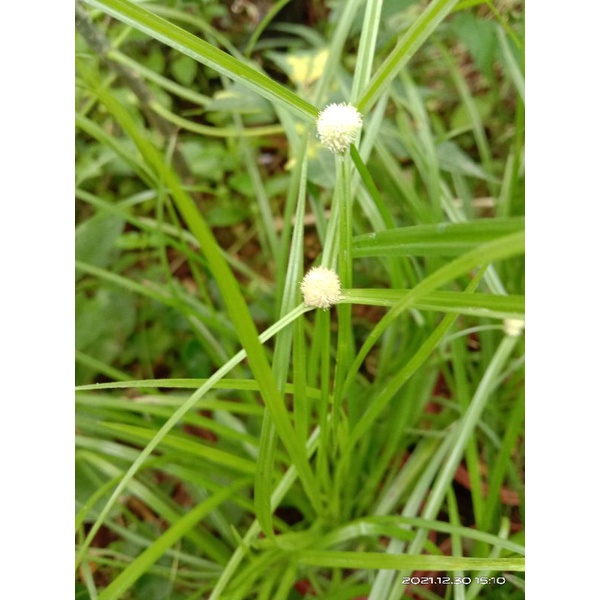 Rumput Untuk Kucing Rumput Helikopter Rumput Pendul Rumput Mata Lalat