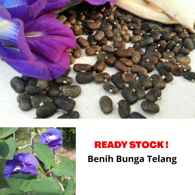 50 PCS Biji Benih Bunga Telang Bunga Nasi Kerabu Blue Butterfly Pea