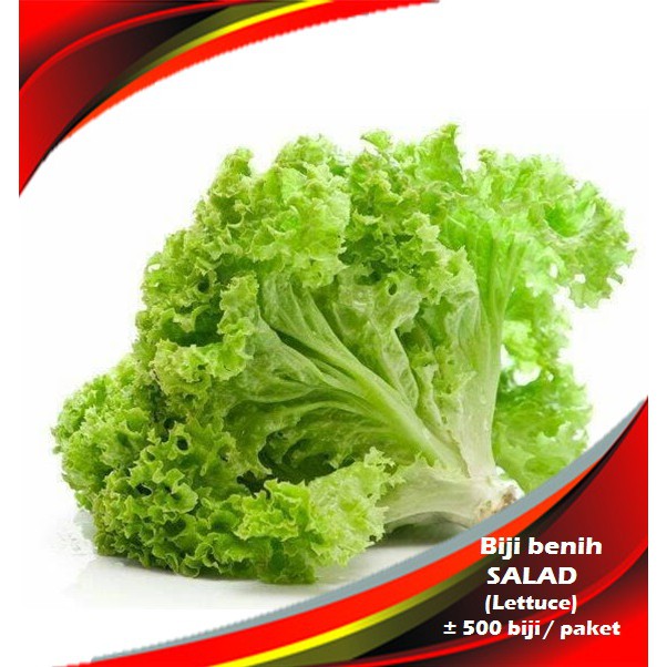 Biji Benih Salad Harga Ekonomi Lettuce Vegetable Seeds Shopee