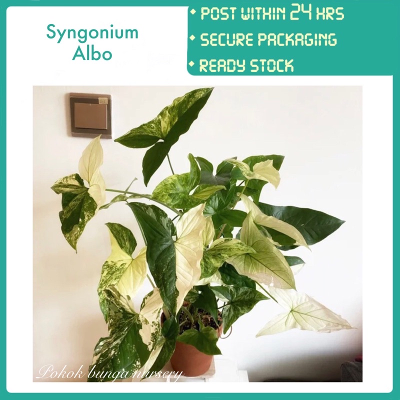 PBN Syngonium Albo Pokok Bunga Nursery Variegated Indoor Real Live