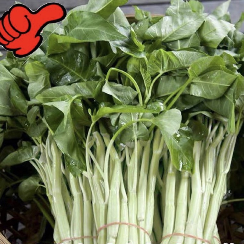 Benih Kangkung Batang Putih Daun Besar 150seeds White Stalked